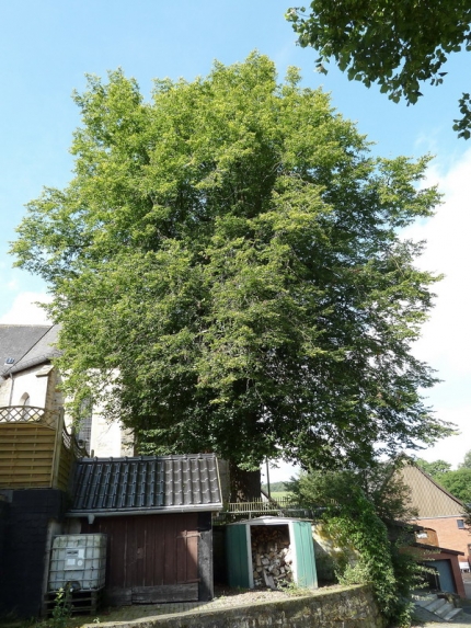 Bild 1 von Linde an der Kirche